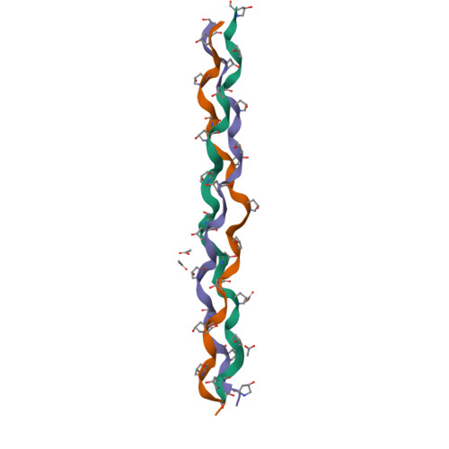 3D-Strukturmodell einer Kollagen-Tripelhelix vor der Hydrolyse zu Kollagenhydrolysat